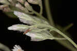 Recurved eupatorium